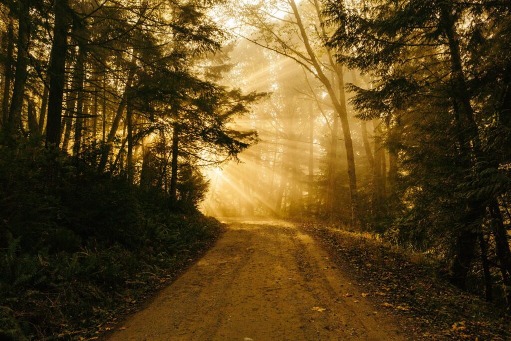 Chuckanut Mountain treed path