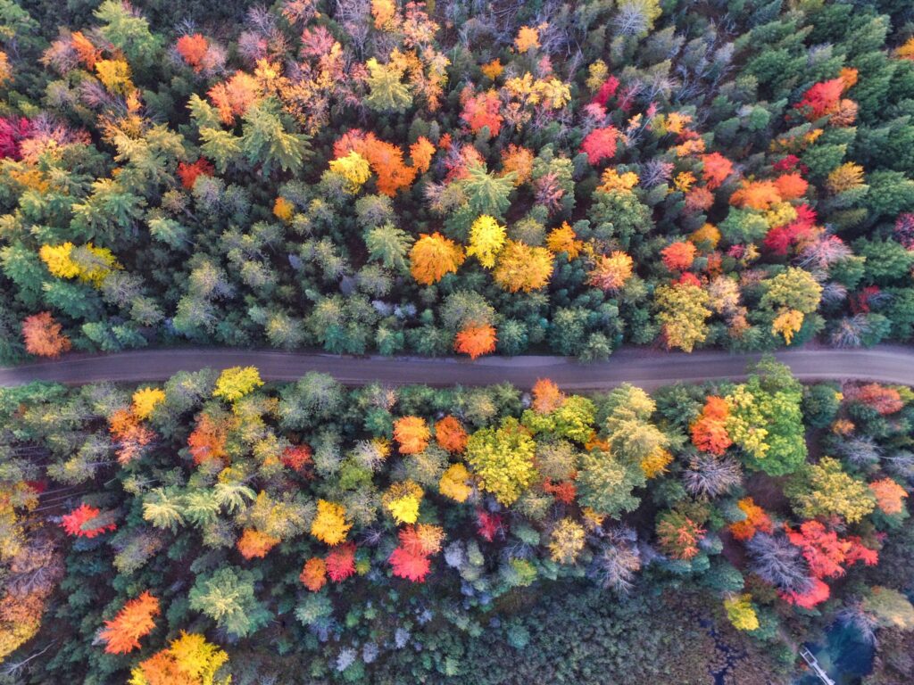 Aerial view of a forest road