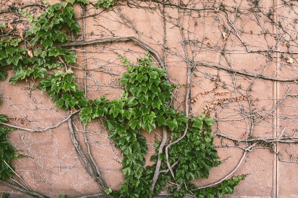 green plant on brown soil